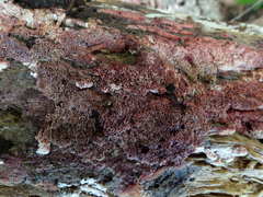 Ceriporia purpurea