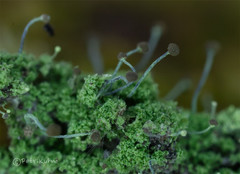 Chaenotheca furfuracea