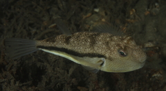 Torquigener squamicauda