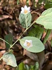 Vaccinium stamineum image