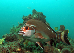 Red Morwong photo 3