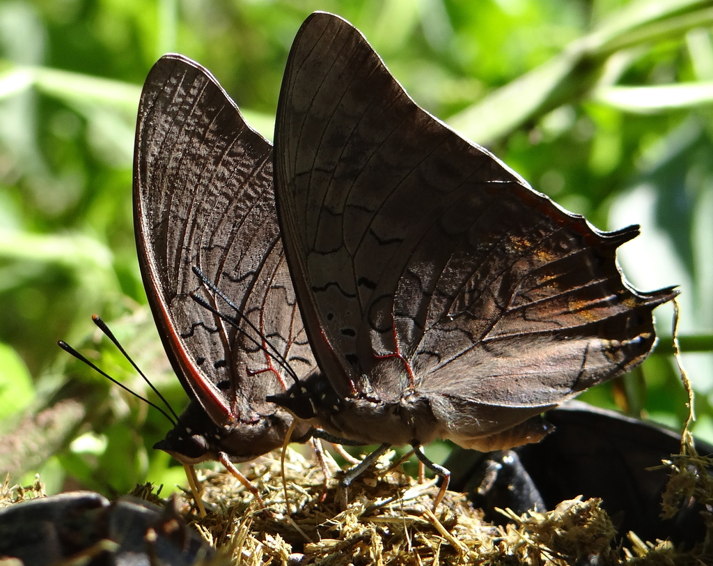 Braine’s Charaxes