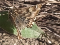 Carcharodus