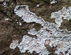 Lepraria normandinoides