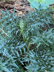 Acanthus spinosus