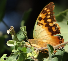 Charaxes candiope