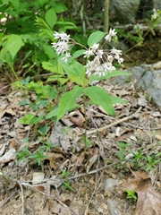 Asclepias quadrifolia
