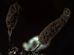 Comatricha pulchella