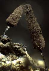 Comatricha pulchella