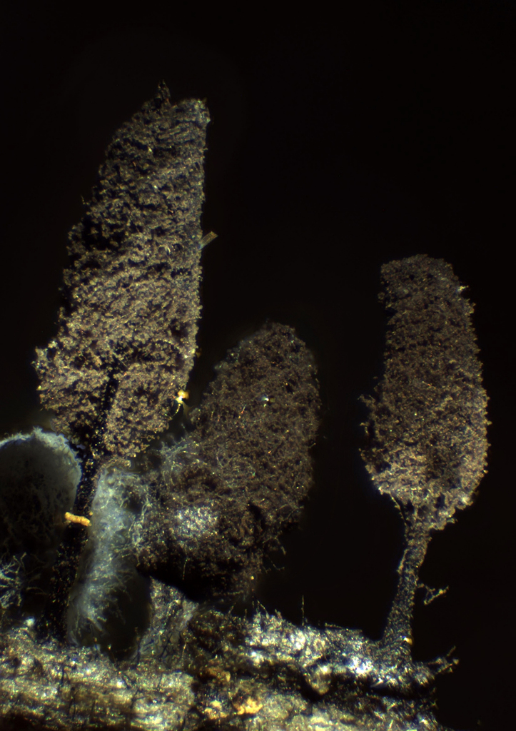 Comatricha pulchella