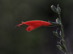 Salvia oppositiflora
