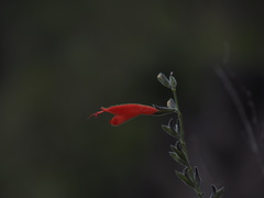 Salvia oppositiflora