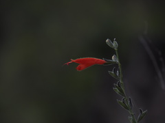 Salvia oppositiflora