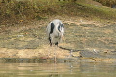 Ardea cinerea