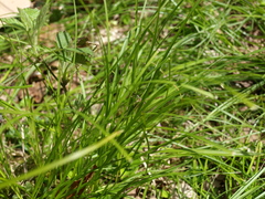 Carex elongata