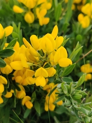 Cytisus procumbens