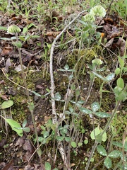 Trifolium reflexum