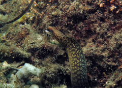 Gymnothorax cribroris