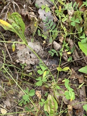 Trifolium reflexum