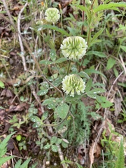 Trifolium reflexum