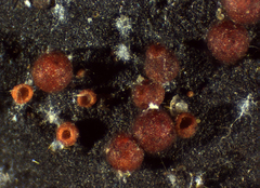 Dialonectria episphaeria