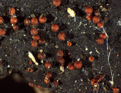 Dialonectria episphaeria