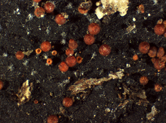 Dialonectria episphaeria