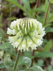 Trifolium reflexum