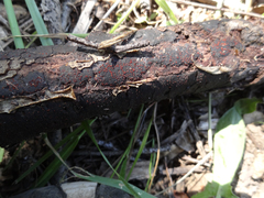 Dialonectria episphaeria