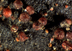 Dialonectria episphaeria