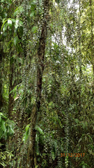 Metrosideros colensoi