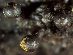 Trichia botrytis
