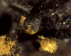 Trichia botrytis
