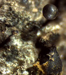 Trichia botrytis