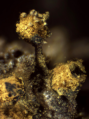Trichia botrytis