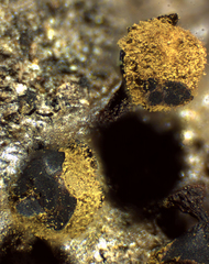 Trichia botrytis