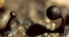 Trichia botrytis