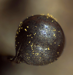 Trichia botrytis