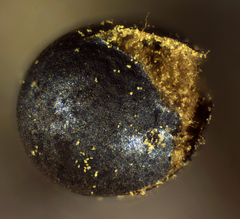 Trichia botrytis