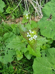 Alliaria petiolata