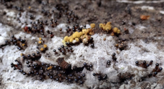 Trichia botrytis