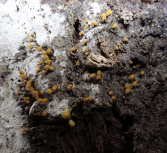 Trichia botrytis