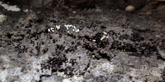 Trichia botrytis