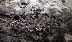 Trichia botrytis