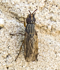 Dorycera