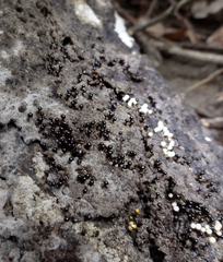 Trichia botrytis