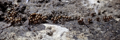Trichia botrytis