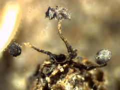 Physarum flavicomum