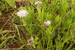 Pseudopegolettia tenella