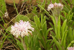 Pseudopegolettia tenella